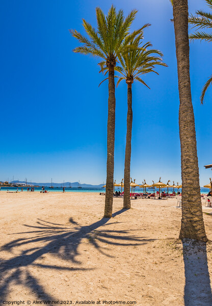 Platja de Alcudia beach on Majorca Picture Board by Alex Winter