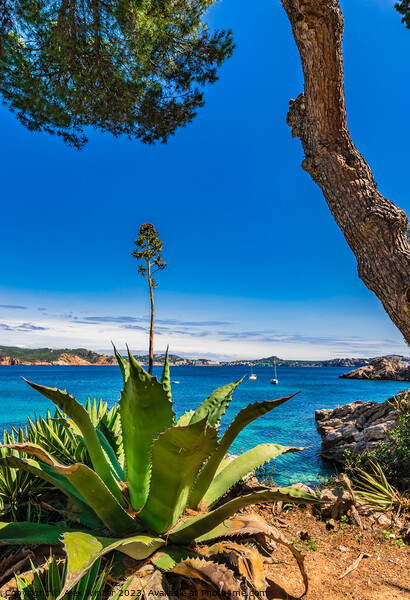 Cala Fornells, Mallorca, Spain Picture Board by Alex Winter