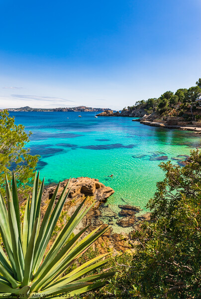 Cala Fornells, Mallorca island Spain Picture Board by Alex Winter