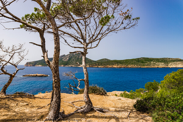 Spain Majorca, beautiful scenery in Sant Elm Picture Board by Alex Winter