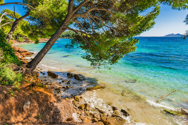 Platja de Formentor, idyllic seaside on Mallorca Picture Board by Alex Winter