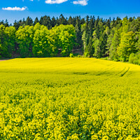 Buy canvas prints of Yellow rapeseed field by Alex Winter