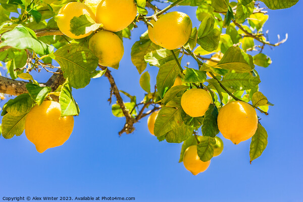 Close-up of lemon tree  Picture Board by Alex Winter