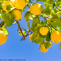 Buy canvas prints of Close-up of lemon tree  by Alex Winter