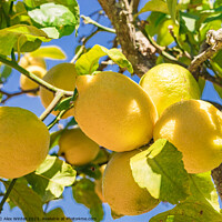 Buy canvas prints of lemon fruit tree by Alex Winter