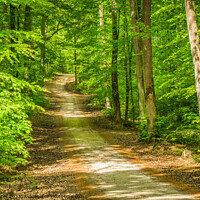 Buy canvas prints of Plant tree forest trail footpath by Alex Winter