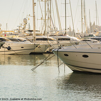 Buy canvas prints of Luxury yachts at marina in Palma de Majorca by Alex Winter