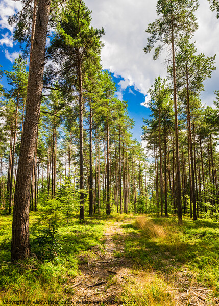 pine tree, forest Picture Board by Alex Winter