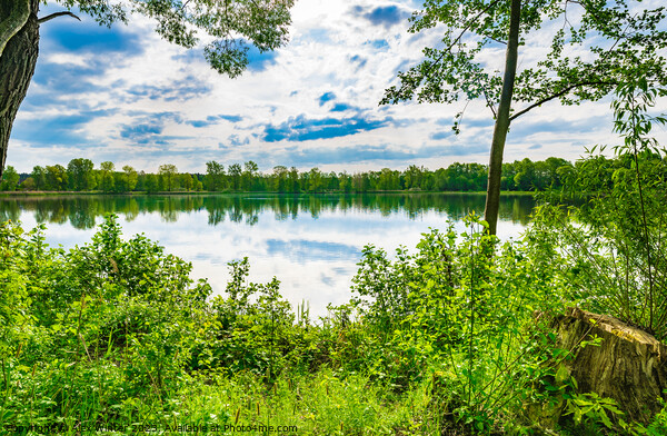 Tranquil scene with lake and green trees Picture Board by Alex Winter