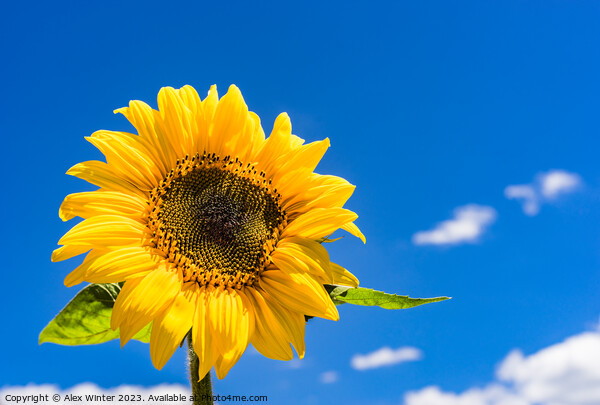 sunflower with sunny blue sky Picture Board by Alex Winter