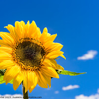 Buy canvas prints of sunflower with sunny blue sky by Alex Winter