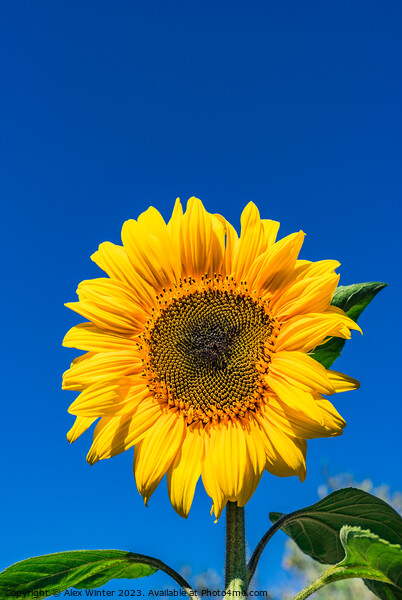 Beautiful garden sunflower Picture Board by Alex Winter