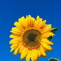 Buy canvas prints of Beautiful garden sunflower by Alex Winter