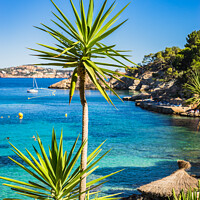 Buy canvas prints of A Turquoise Paradise in Cala Fornells by Alex Winter