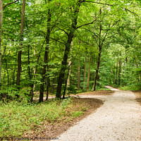 Buy canvas prints of Idyllic walkway in green woodland by Alex Winter