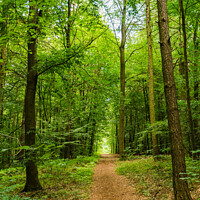 Buy canvas prints of Tranquil Woodland Pathway by Alex Winter