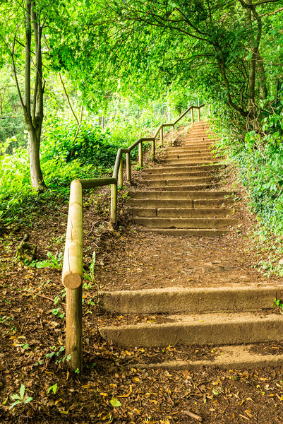 Green forest staircase steps Picture Board by Alex Winter
