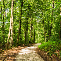 Buy canvas prints of Idyllic track in green woodland by Alex Winter