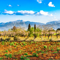 Buy canvas prints of Idyllic view of nature scenery on Mallorca by Alex Winter