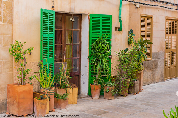 House with flower pots in the old town of Alcudia Picture Board by Alex Winter