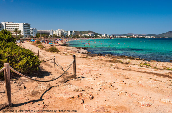 Cala Millor beach at the seaside on Majorca island Picture Board by Alex Winter