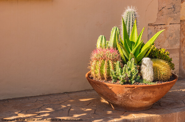 plants potted in a terracotta pot Picture Board by Alex Winter