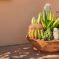 Buy canvas prints of plants potted in a terracotta pot by Alex Winter