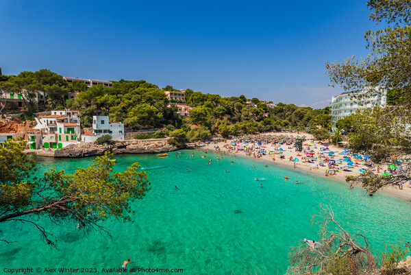 Sand beach on Majorca seaside of Cala Santanyi Picture Board by Alex Winter