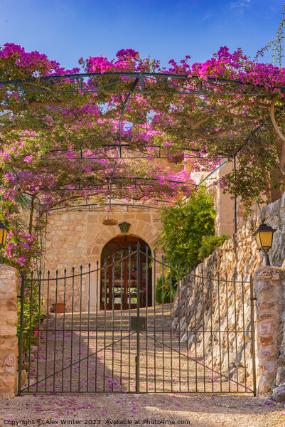 Metal gate entrance of an mediterranean house with beautiful bougainvillea  Picture Board by Alex Winter