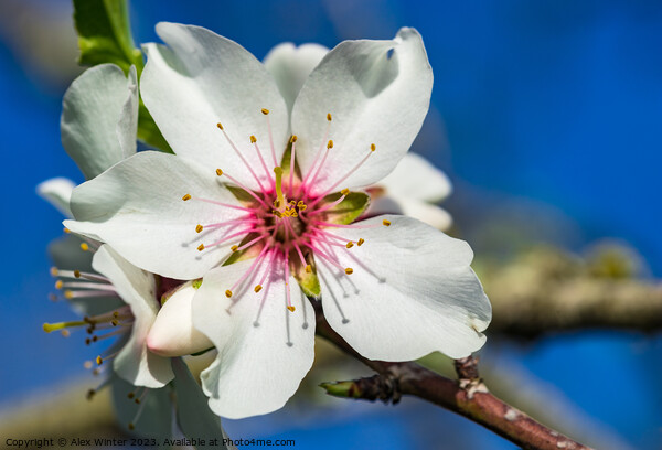 Beautiful spring tree flower, close-up Picture Board by Alex Winter