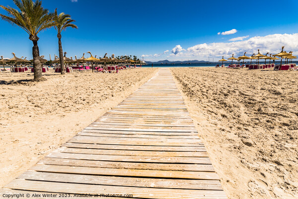 Wooden footpath on the sand beach Picture Board by Alex Winter