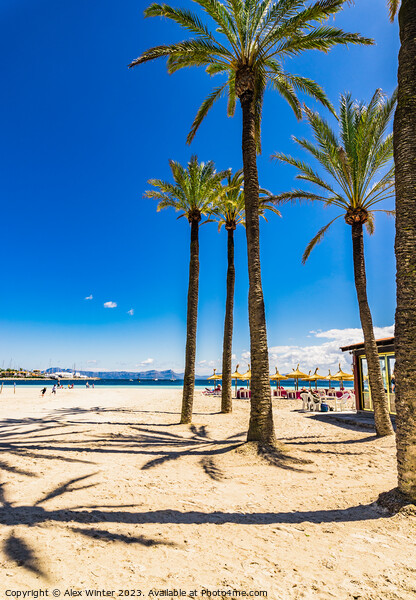 Majorca, Platja de Alcudia Picture Board by Alex Winter