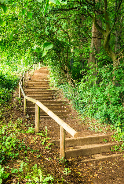 Staircase steps in green forest Picture Board by Alex Winter