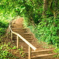Buy canvas prints of Staircase steps in green forest by Alex Winter