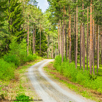 Buy canvas prints of View of pine woodland with dirt road by Alex Winter