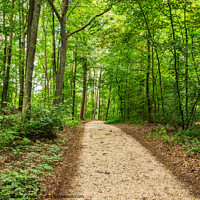 Buy canvas prints of Pathway in green forest by Alex Winter