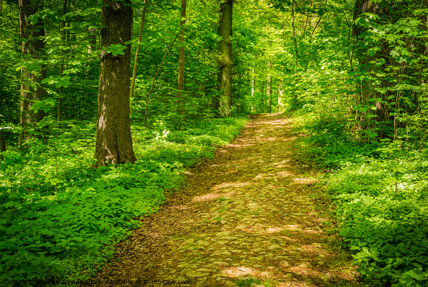 Beautiful path in green forest at spring Picture Board by Alex Winter