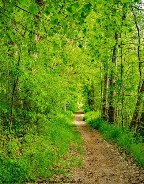 Pathway into green forest Picture Board by Alex Winter