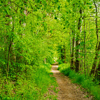 Buy canvas prints of Pathway into green forest by Alex Winter
