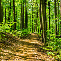 Buy canvas prints of Idyllic footpath in green forest by Alex Winter