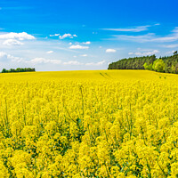 Buy canvas prints of Golden field of flowering rapeseed by Alex Winter