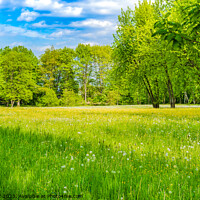 Buy canvas prints of Spring meadow with fresh green grass by Alex Winter
