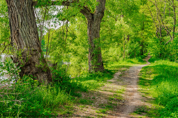 Dirt road along lake Picture Board by Alex Winter