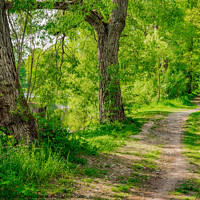 Buy canvas prints of Dirt road along lake by Alex Winter