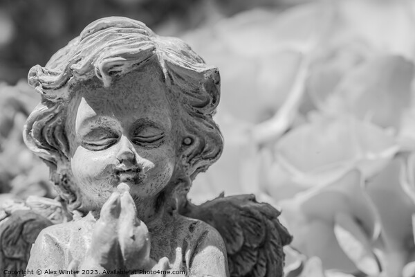 Little praying angel Picture Board by Alex Winter