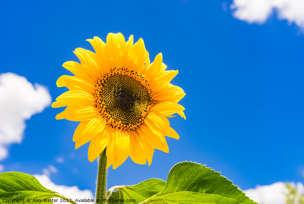 Beautiful golden sunflower Picture Board by Alex Winter