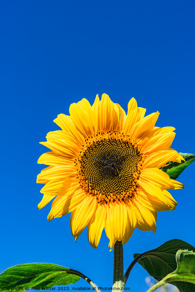 Radiant Sunflower Glory Picture Board by Alex Winter