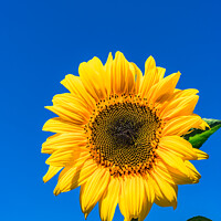 Buy canvas prints of Radiant Sunflower Glory by Alex Winter