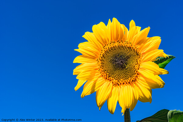 Golden Sunflower in the Summer Sky Picture Board by Alex Winter
