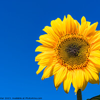 Buy canvas prints of Golden Sunflower in the Summer Sky by Alex Winter